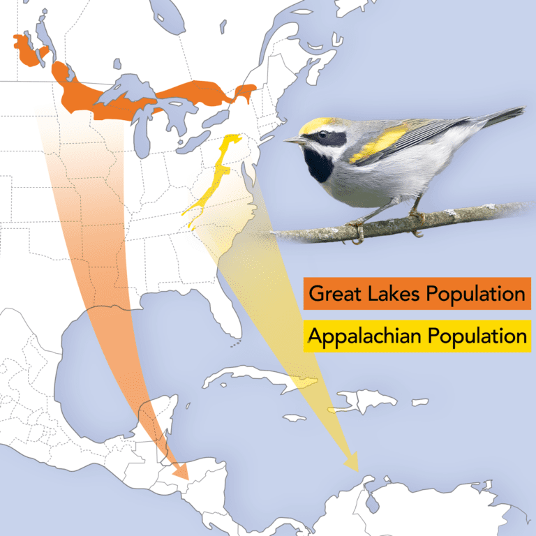 Gene Differences May Help Golden-winged Warblers Get to Their Wintering ...