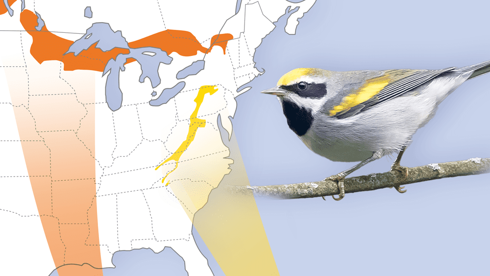 Gene Differences May Help Golden-winged Warblers Get to Their Wintering ...