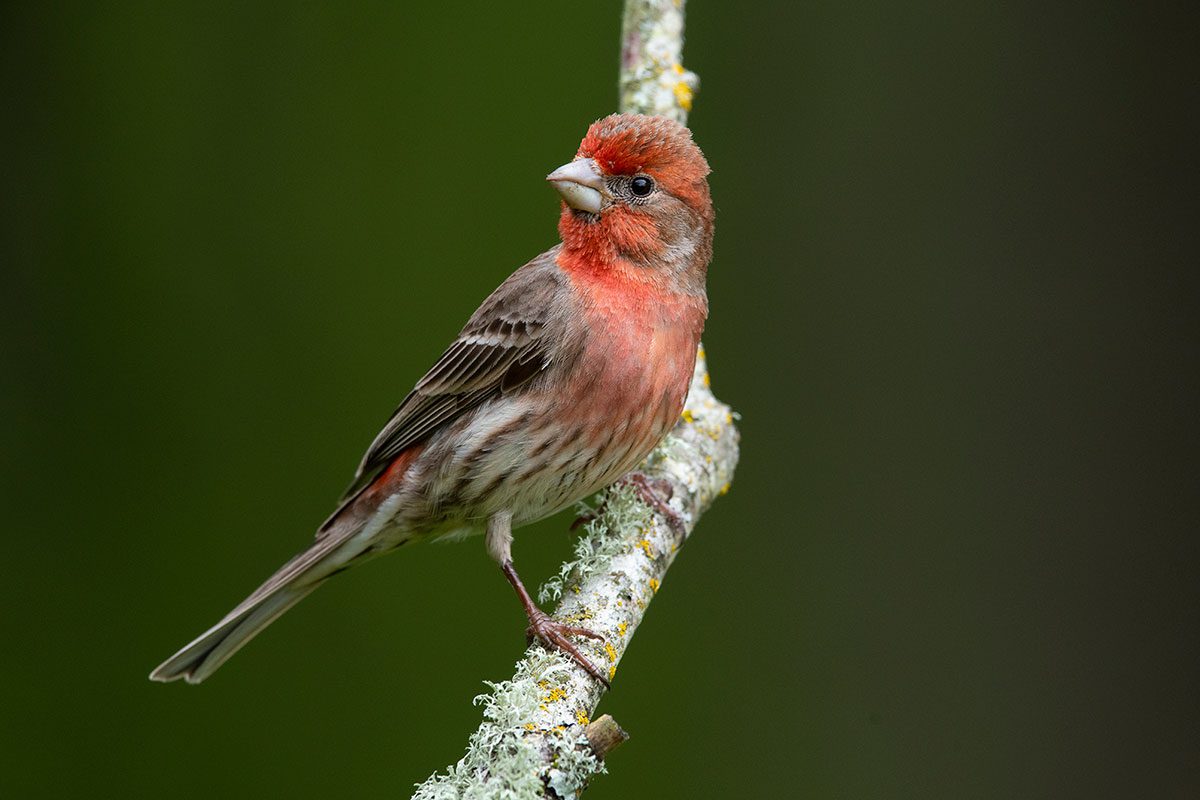 4 Ideas For Your Feeder Setup That Deliver Great Bird Photos 