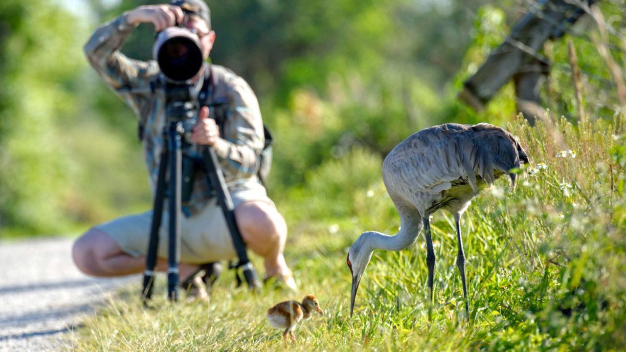 man with camera photographing sandhill crane