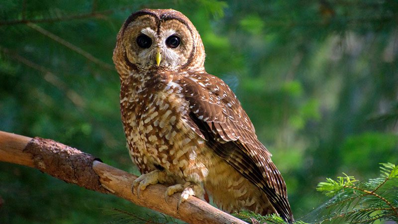 Acoustic Monitoring Shows Need for California Spotted Owl Protections ...