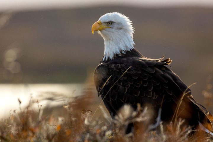 Photo Essay: Izembek Refuge Is A Wildlife Spectacle, Even By Alaskan 