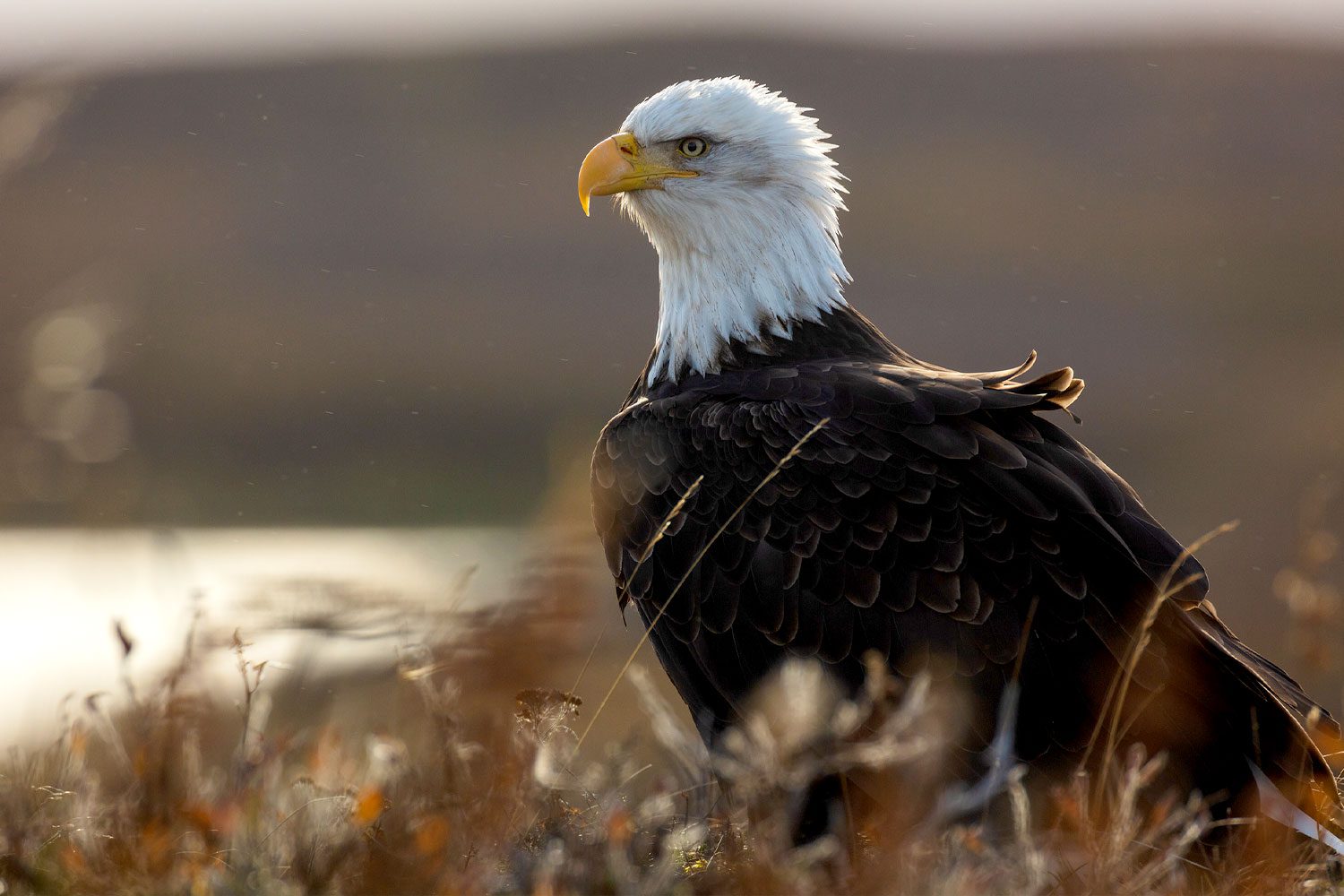 Photo Essay: Izembek Refuge Is A Wildlife Spectacle, Even By Alaskan ...