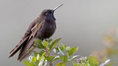 Black Metaltail by Lars Petersson/Macaulay Library.