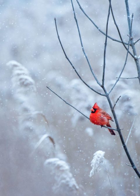 Add Spark to Your Winter Bird Photography With These Pro Tips | Living ...