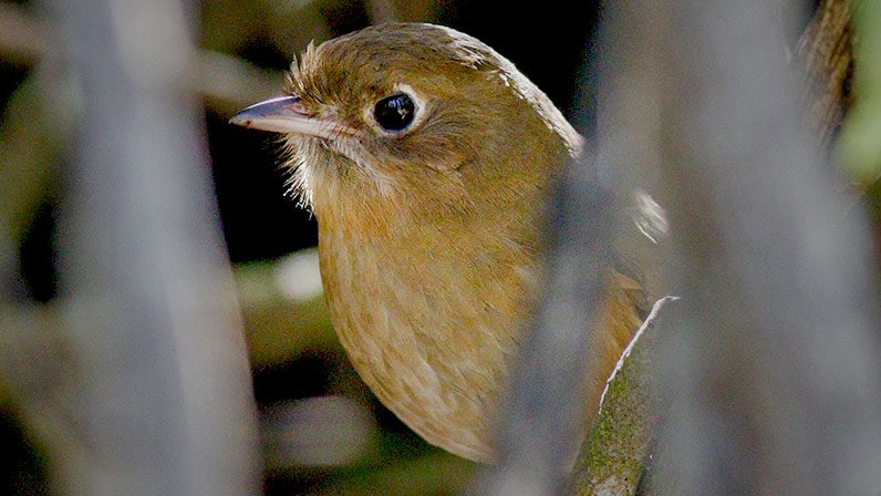 Sound Sleuthing: Discovering New Bird Species by Listening for Them