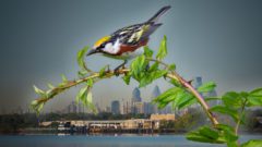 Buildings and Chestnut-sided Warbler b Ray Hennessy