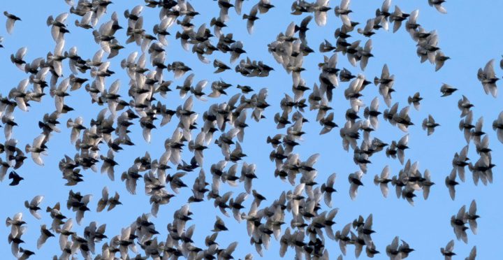 Essay: Are Starlings Really “Invasive Aliens”? | Living Bird | All ...