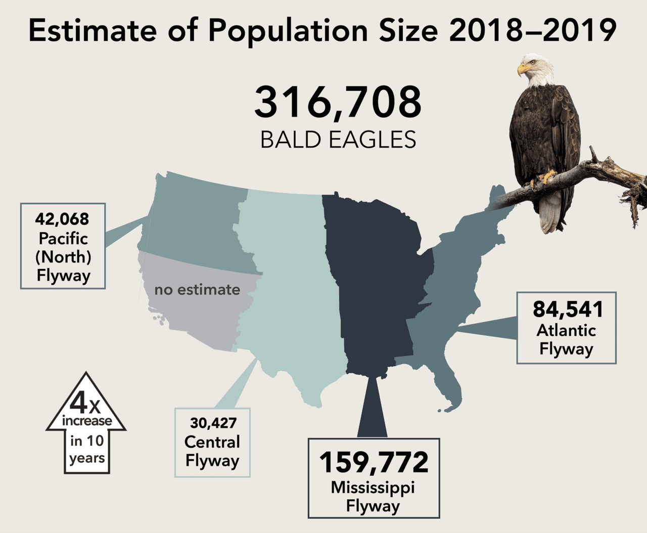 More Than 316,000 Bald Eagles Live in the Lower 48, New Estimate Says