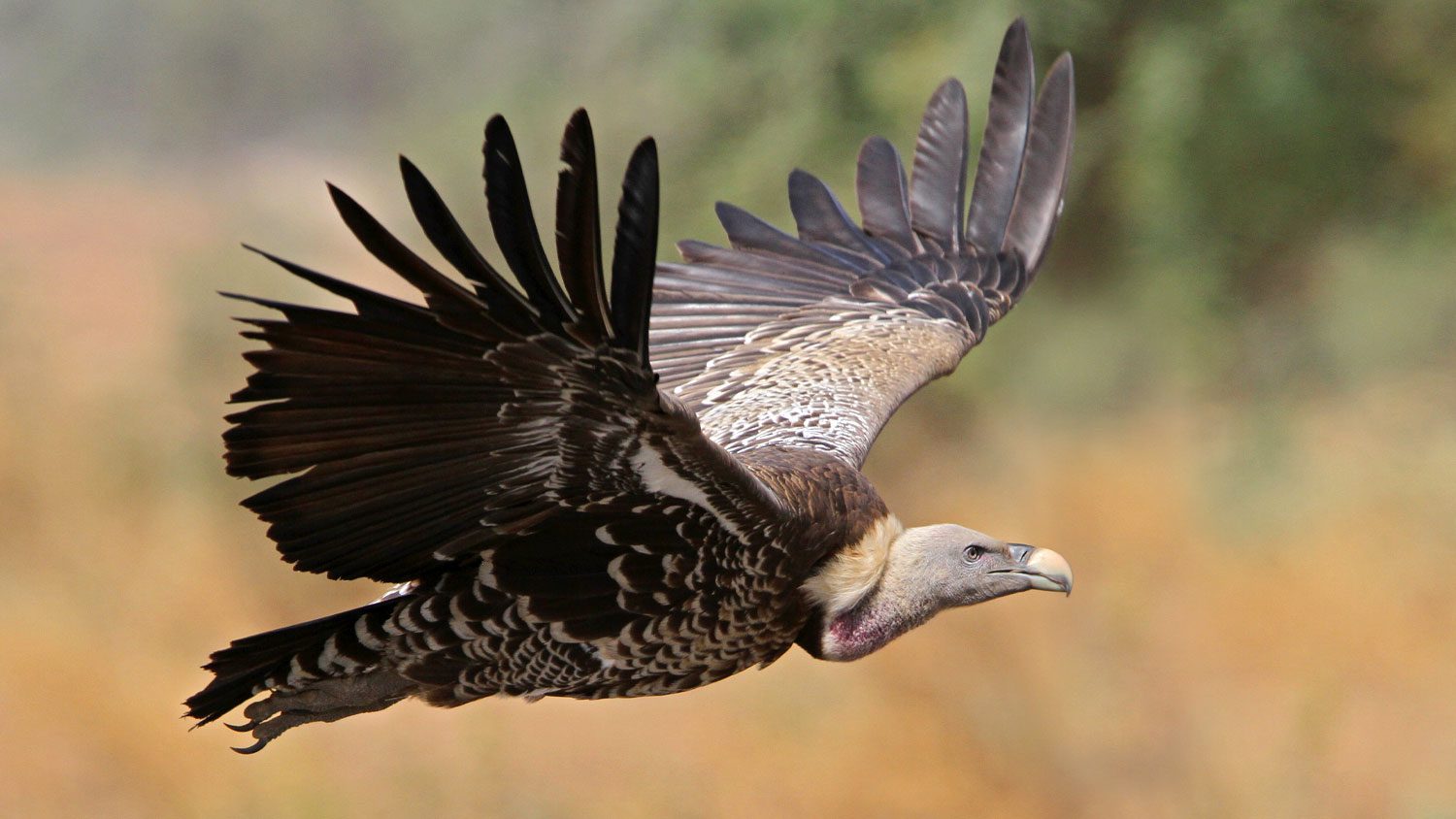 The Race to Save African Vultures | All About Birds All About Birds