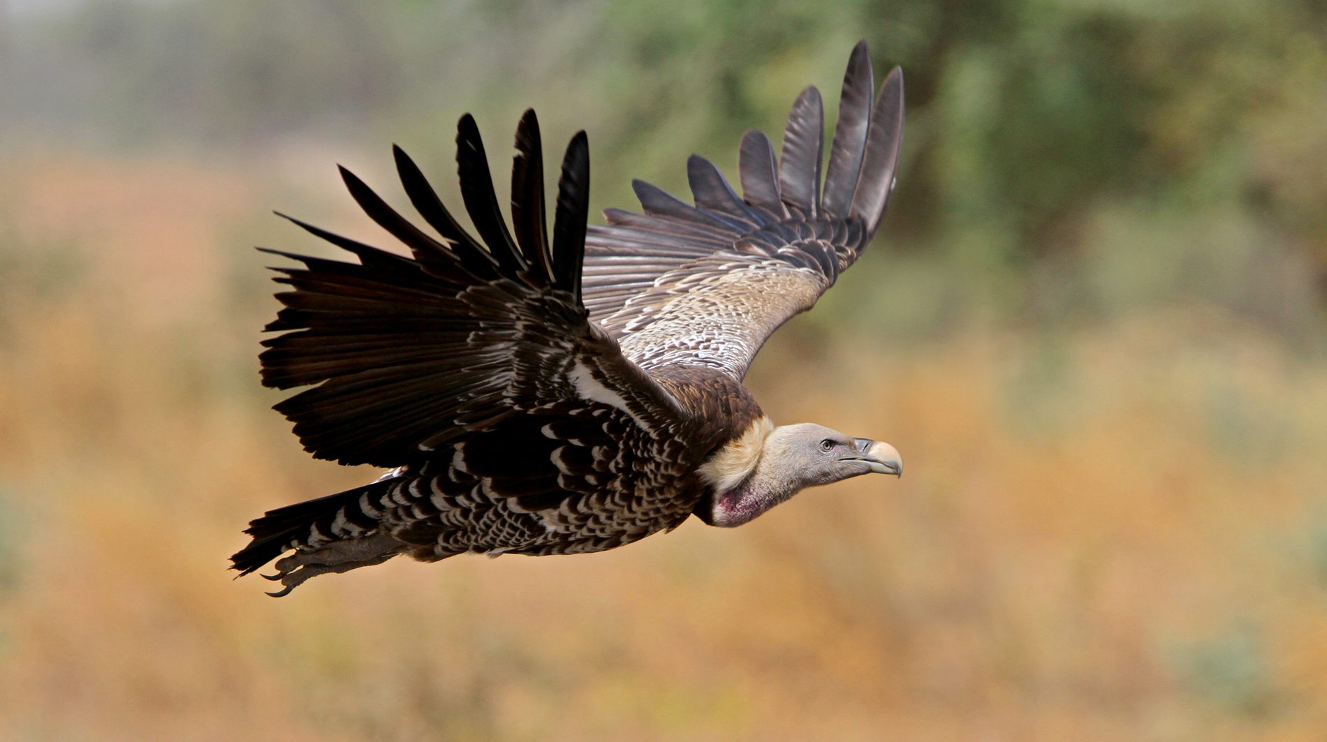 Preventing the Killing of Critically Endangered Vultures in West African  Countries - IUCN SOS