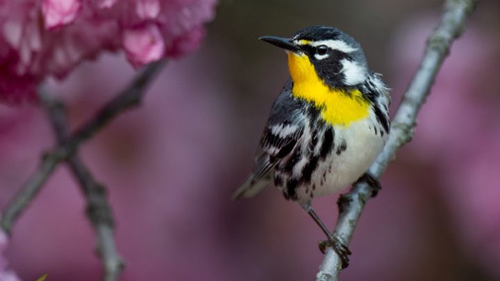 Essay: Are Starlings Really 