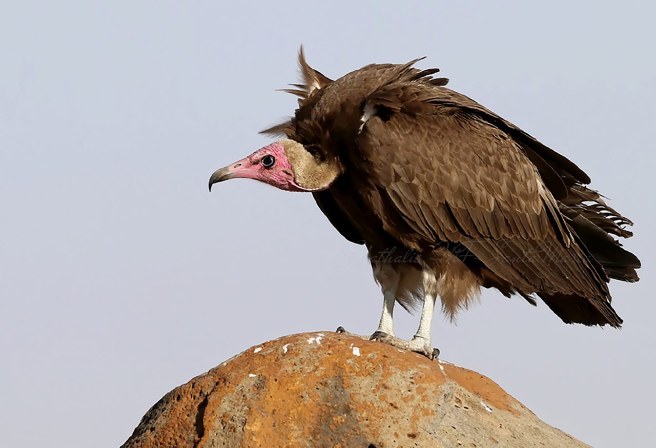 The Race to Save African Vultures | All About Birds All About Birds