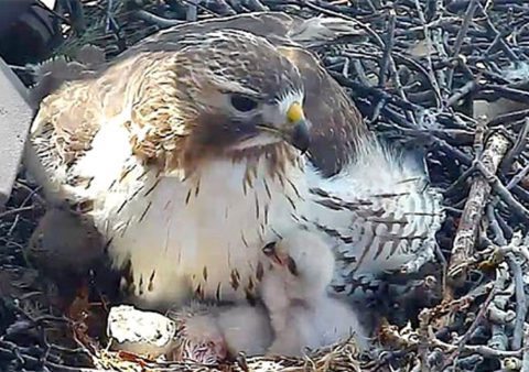 Bird Cams Hawk Family Immortalized in Sculpture | Living Bird | All ...