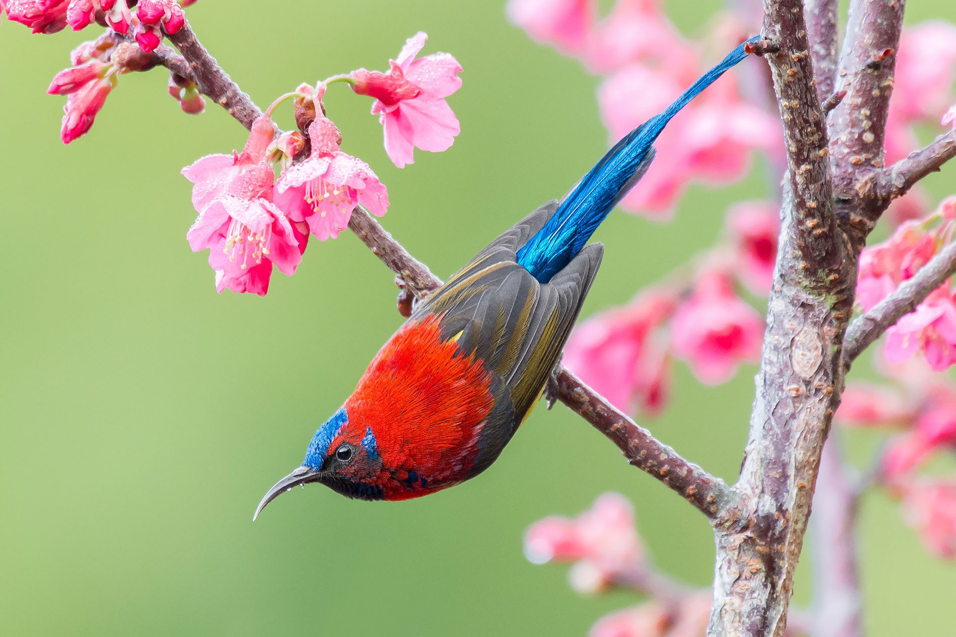 macaulay-library-s-best-bird-photos-2022-all-about-birds-all-about-birds