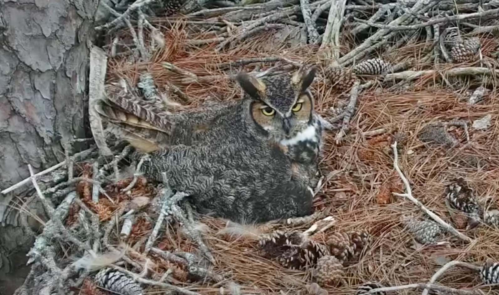 Bird Cams FAQ: Great Horned Owl Nest
