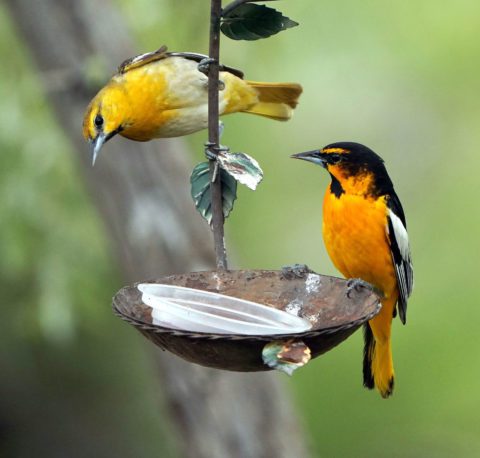 A Deep Dive into the Oriole Genome Tackles the Mystery of Hybridization ...