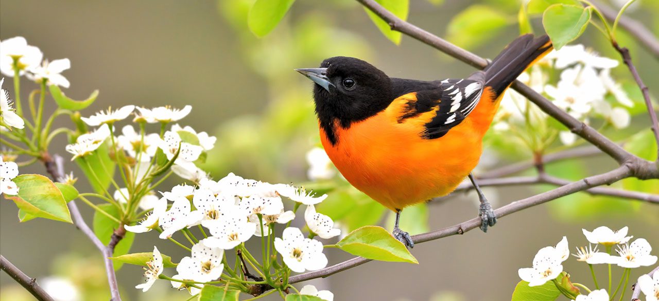 spring flowers and birds