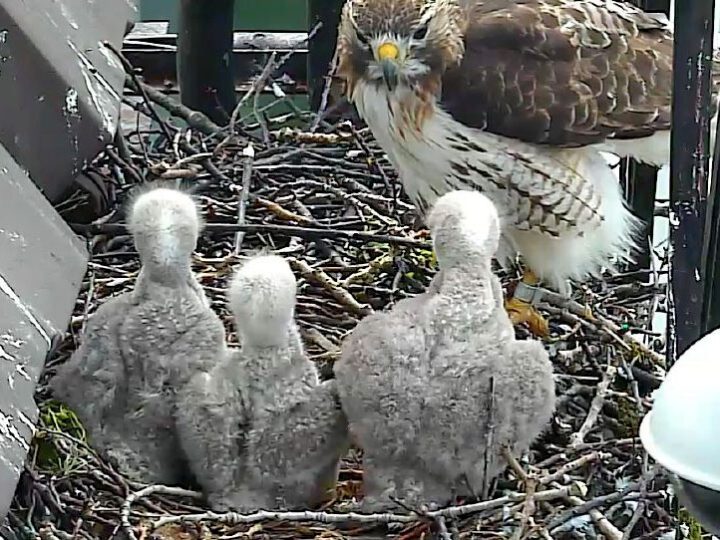 720px x 540px - Bird Cams FAQ: Red-tailed Hawk Nest | All About Birds All About Birds
