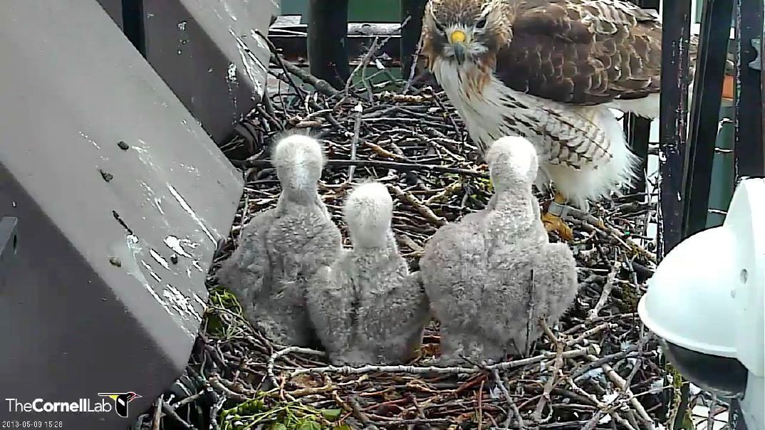 Bird Cams FAQ: Red-tailed Hawk Nest