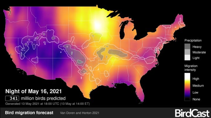 How to Use BirdCast Dashboard to See Your Local Migration in Detail ...