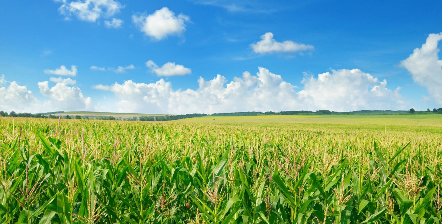 Neonic Nation: Is Widespread Pesticide Use Connected to Grassland Bird ...