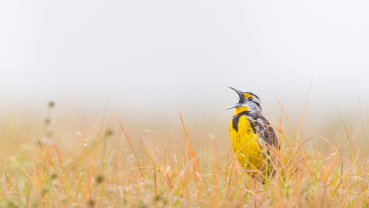 a yellow and black meadowlark sings in a yellow-brown field