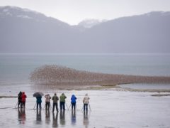 a dense flock of shorebirds flies in front of a group of birdwatchers on a rainy day in Alaska