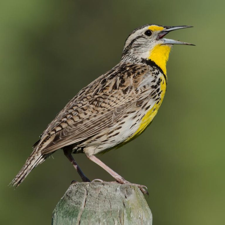 Meet the Chihuahuan Meadowlark | Living Bird | All About Birds