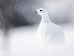 A white bird, a Willow Ptarmigan, on a snowy landscape.