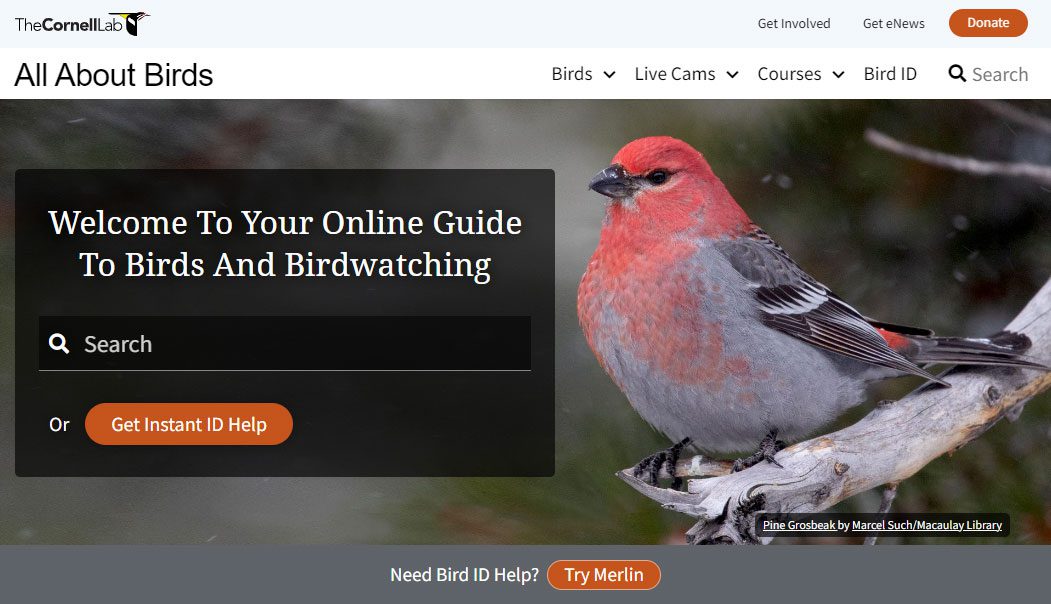 What's the best book or field guide for bird identification?