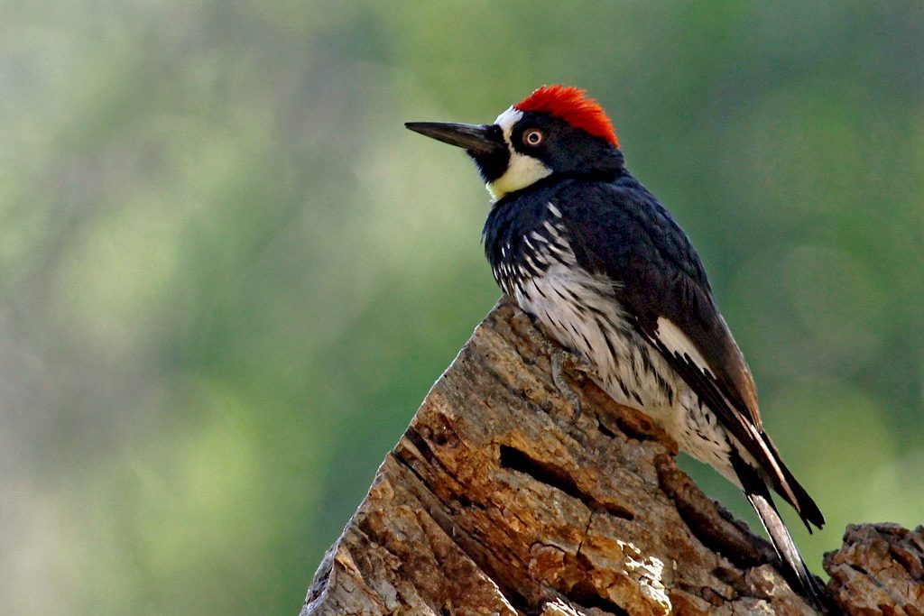 https://www.allaboutbirds.org/news/wp-content/uploads/2023/02/Acorn_Woodpecker-Sulivan-1.jpg