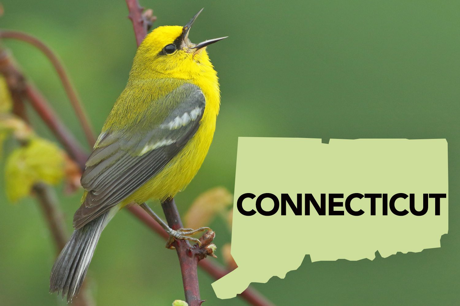 Can Ebird Help Choose Better State Birds Part 2 Robins Chickadees Goldfinches And Bluebirds 