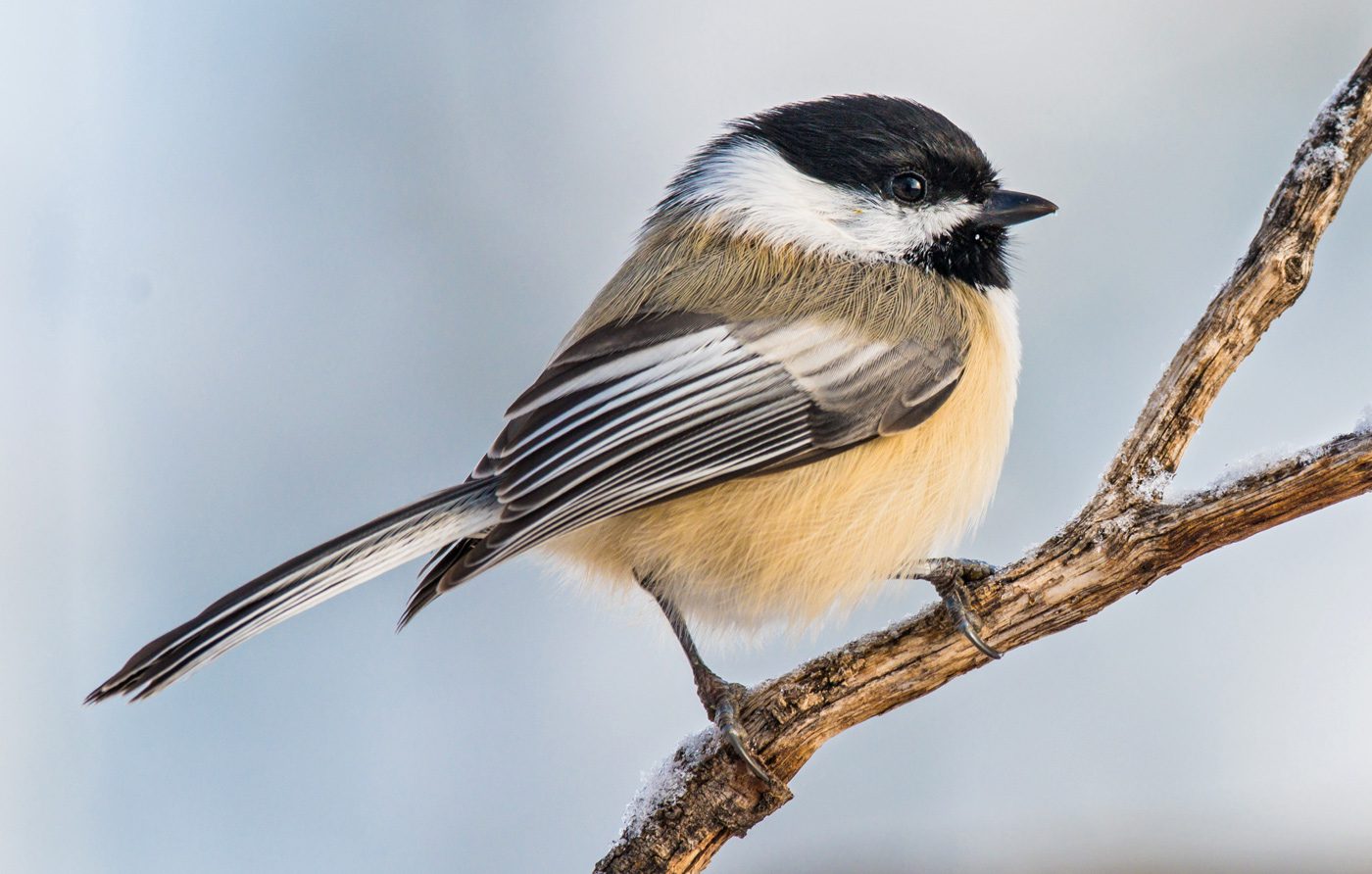 Can eBird Help Choose Better State Birds? Part 2: Robins, Chickadees ...