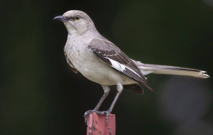 A Modest Proposal: Can eBird Help Choose Better State Birds? [Part 1 ...