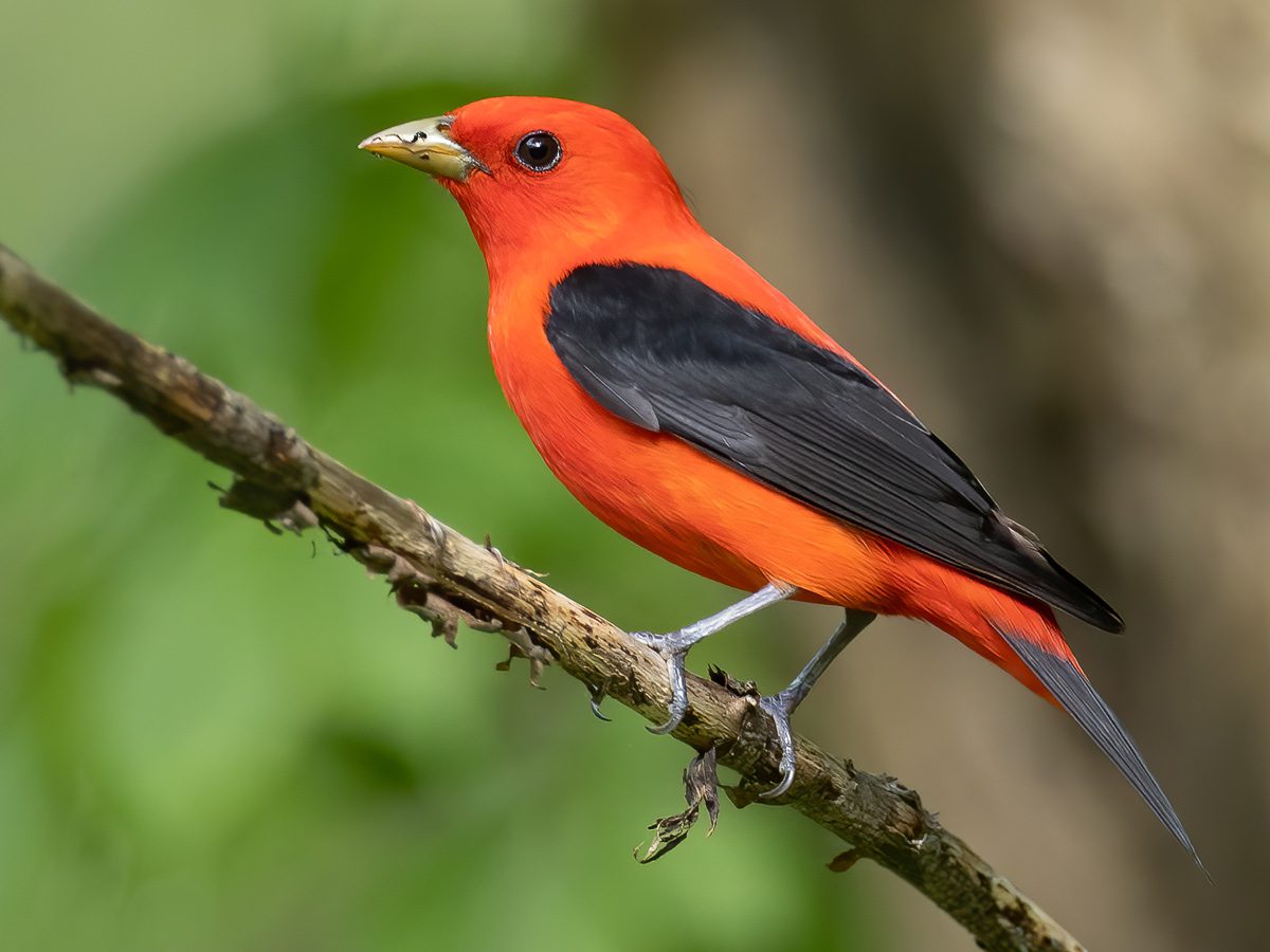 Discover 11 Beautiful Yellow and Black Birds - AZ Animals