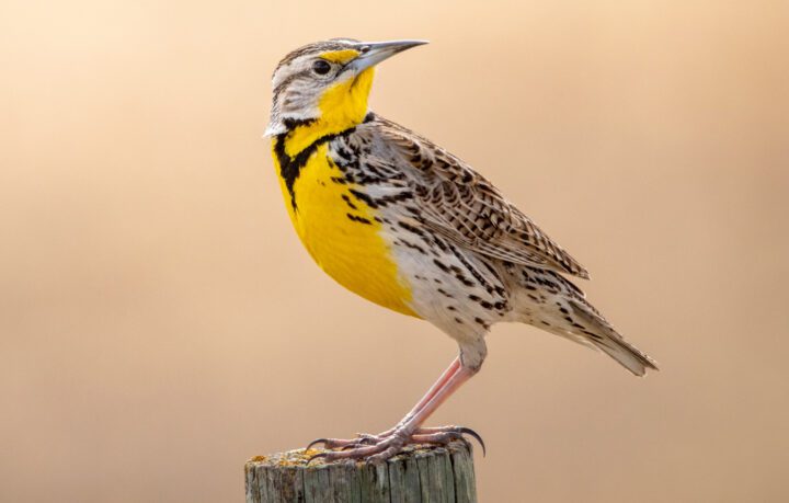 A Modest Proposal: Can eBird Help Choose Better State Birds? [Part 1 ...