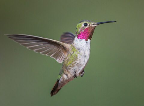 What Is the Essence of Iridescence? Ask a Hummingbird | Living Bird ...