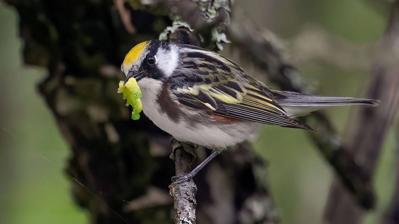 The best way to {Photograph} Fidgety Warblers