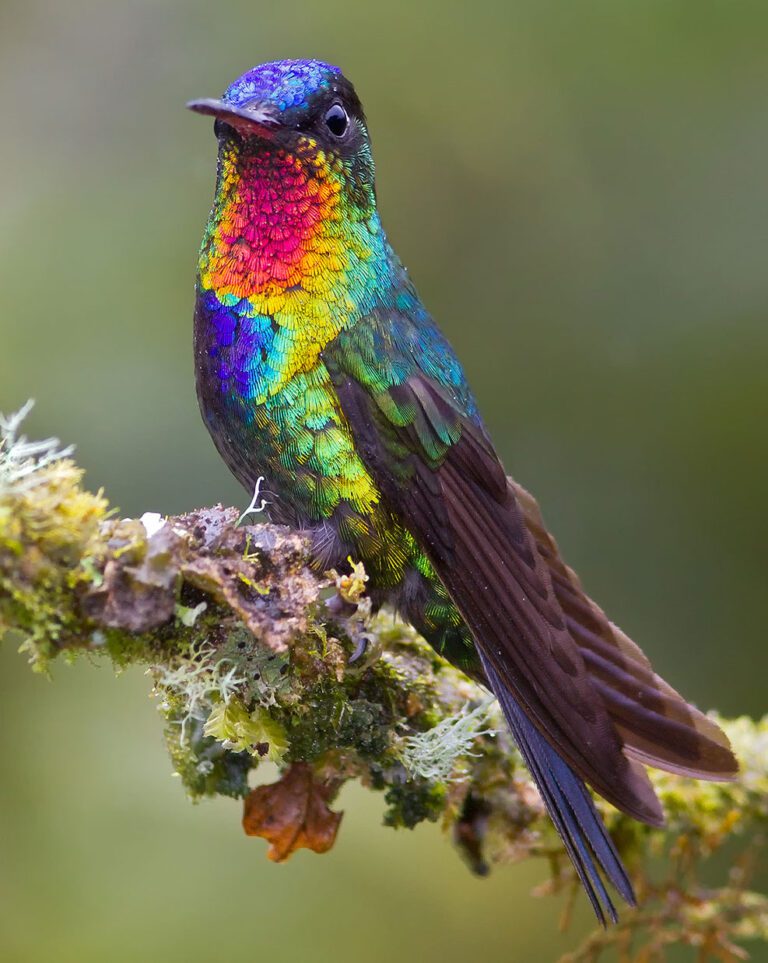 What Is the Essence of Iridescence? Ask a Hummingbird | Living Bird ...