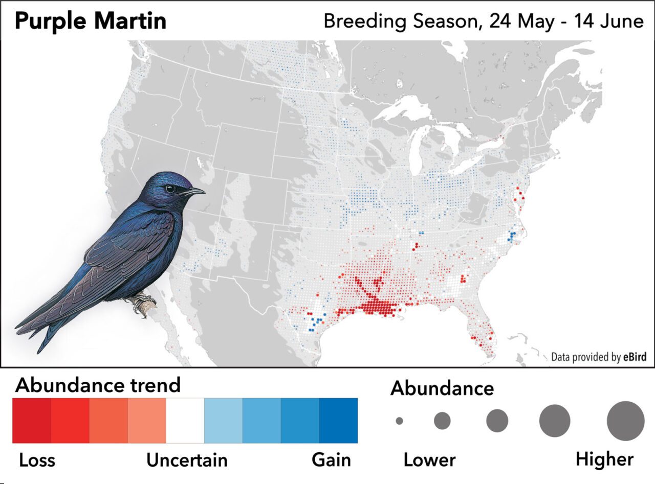 The “Purple Passion” of North America’s Purple Martin Landlords ...