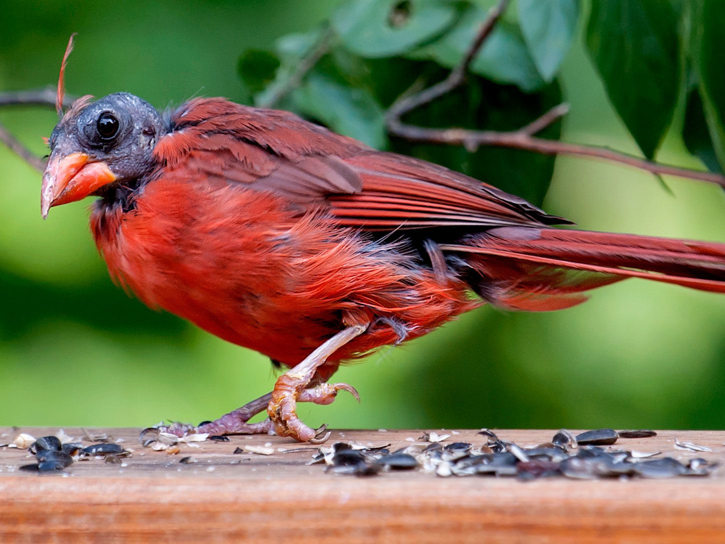 Why Some Birds Have Red Feathers