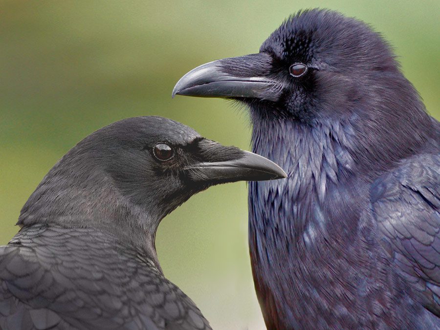 How Black Feathers Keep Ravens Cool