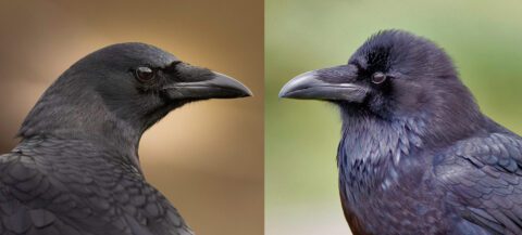 Similar Species: Crows and Ravens | All About Birds