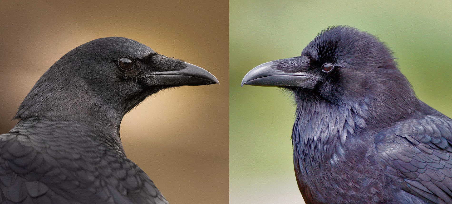 How To Tell Crows And Ravens Apart By Sight And Sound All About Birds