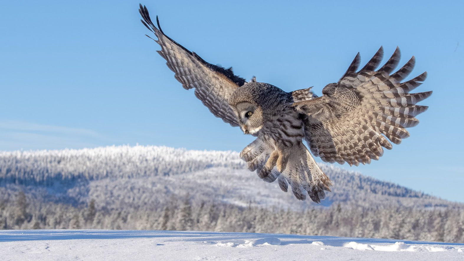 To Catch Voles Beneath the Snow, Nice Grey Owls Should Overcome an Acoustic Mirage