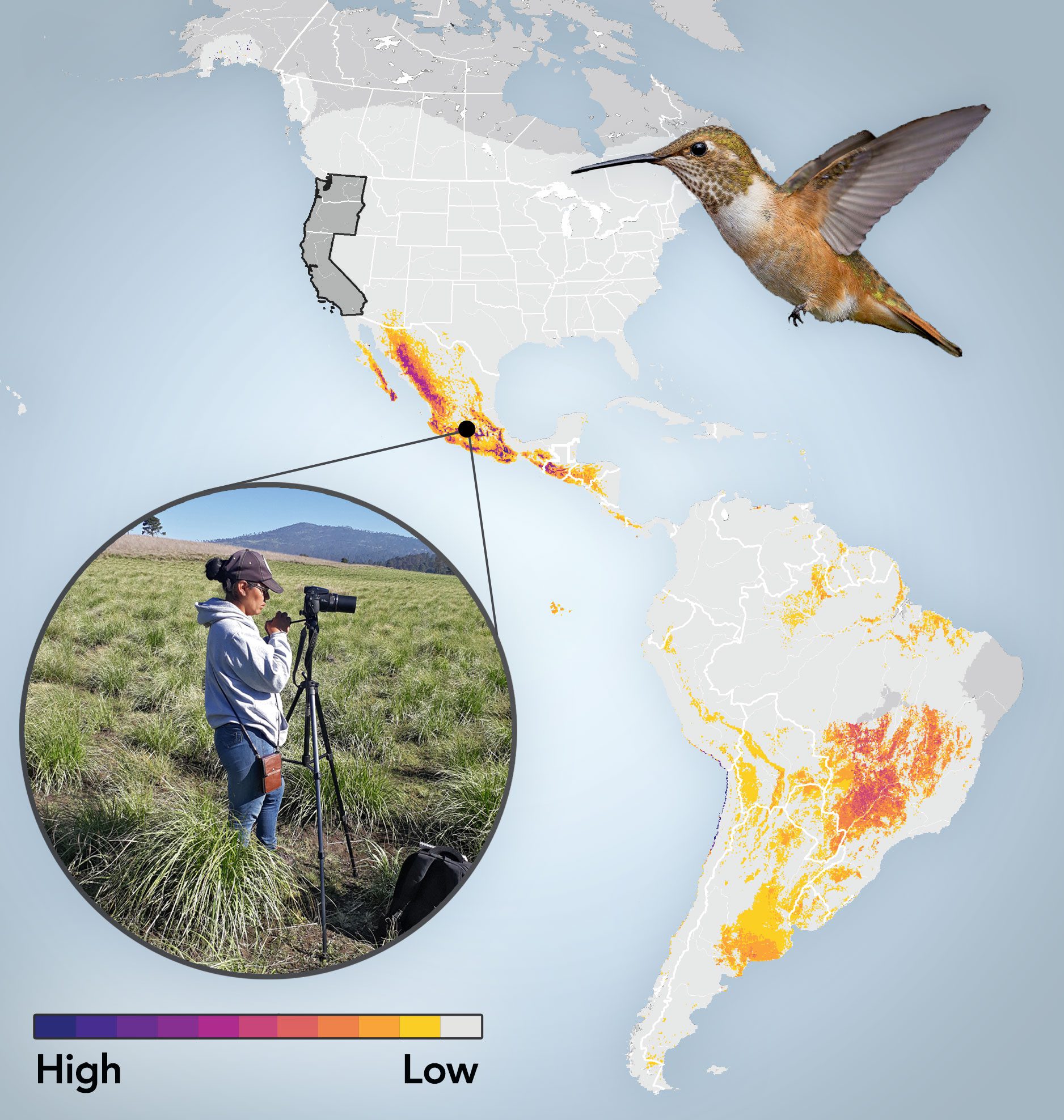 New Migration Maps Help Birders and Scientists Find Their Sister Cities ...