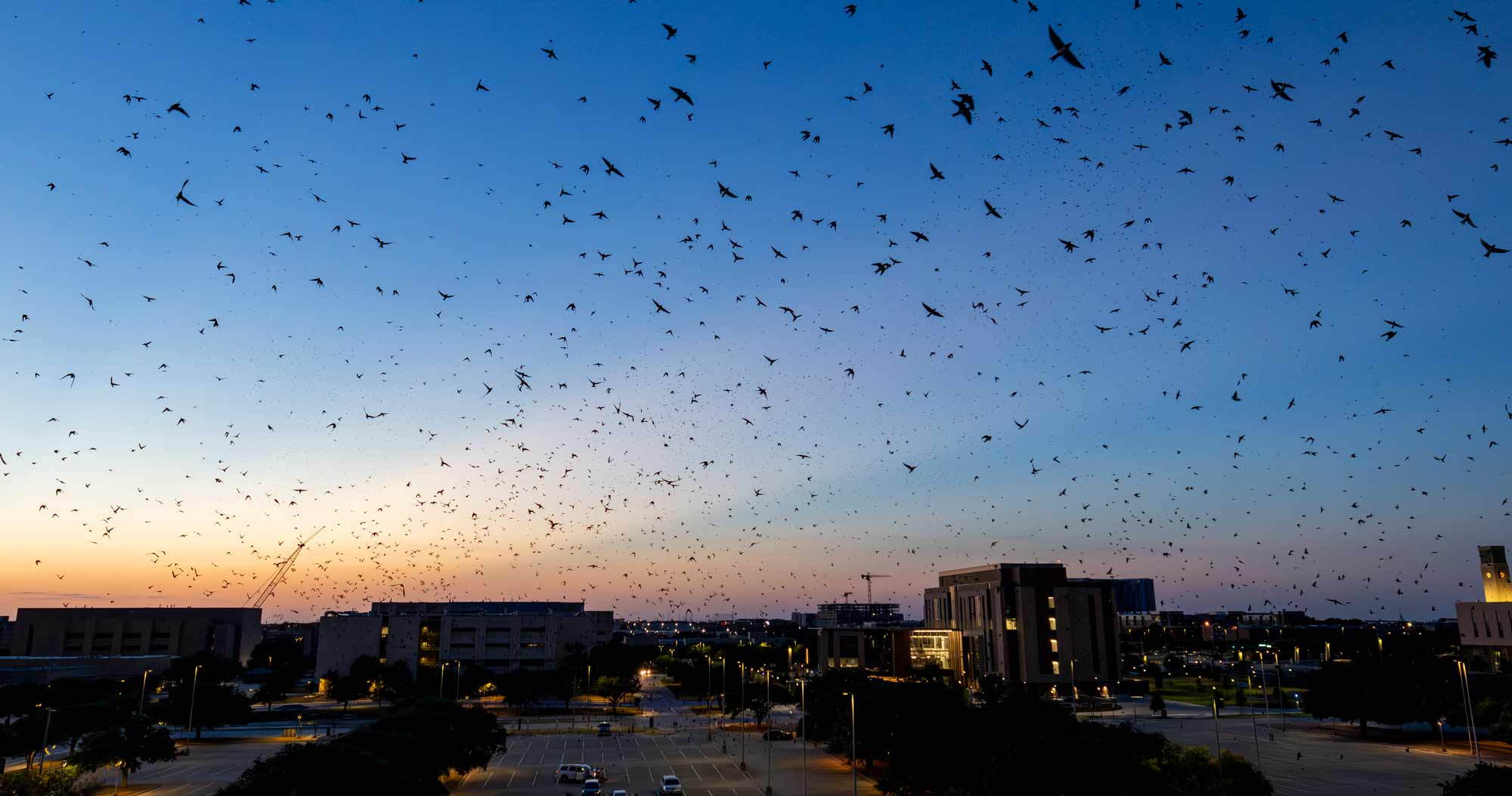 Purple Martins fill the sky in Brazos, Texas. Photo by Jonathan Taffet / Macaulay Library