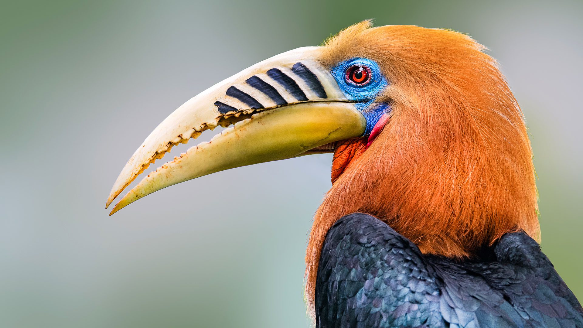 View From Sapsucker Woods: A New Daybreak, Hornbills, and Open Science