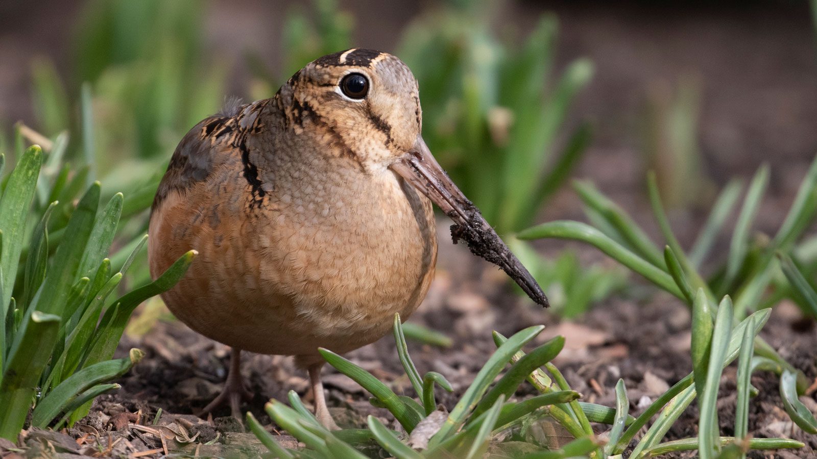 Discover Extra Birds with These 8 Solutions for Your Birding Routine